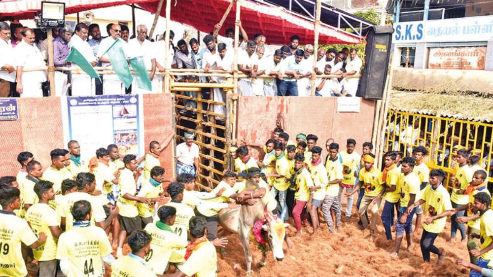 Bull owners among 32 hurt in Ariyalur jallikattu