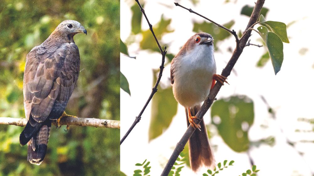First terrestrial bird census identifies 414 species in TN First terrestrial bird census identifies 414 species in TN