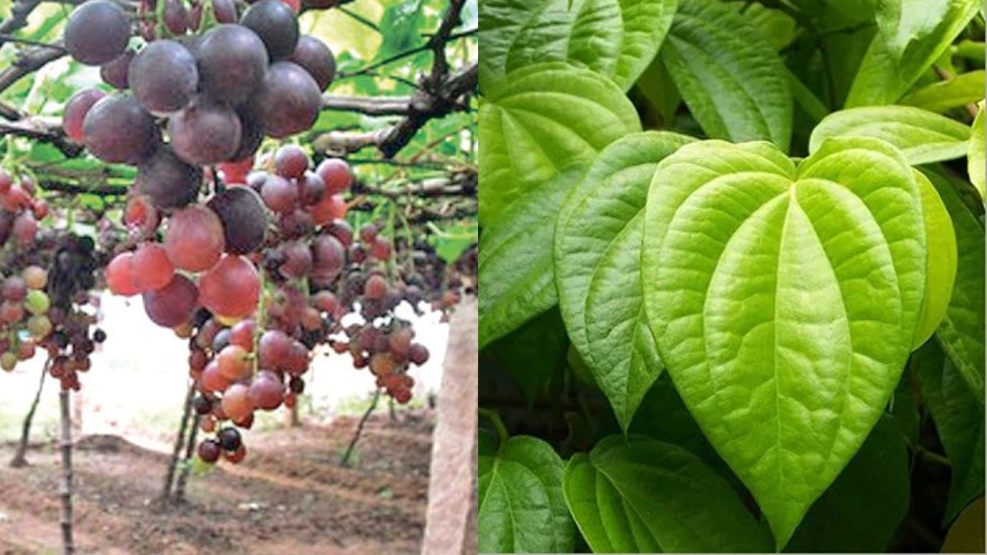 From Cumbum paneer to Marthandam honey: 11 products from TN get GI tags