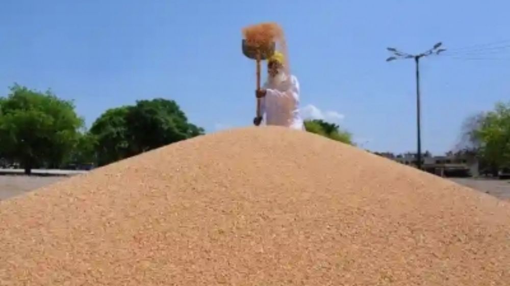 11.88 LMT wheat sold under 5th round of auction 11.88 LMT wheat sold under 5th round of auction