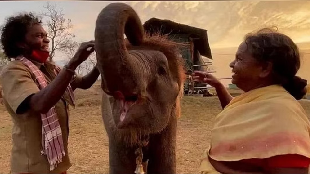 Bomman, Bellies new elephant calf dies of ill health Bomman, Bellies new elephant calf dies of ill health