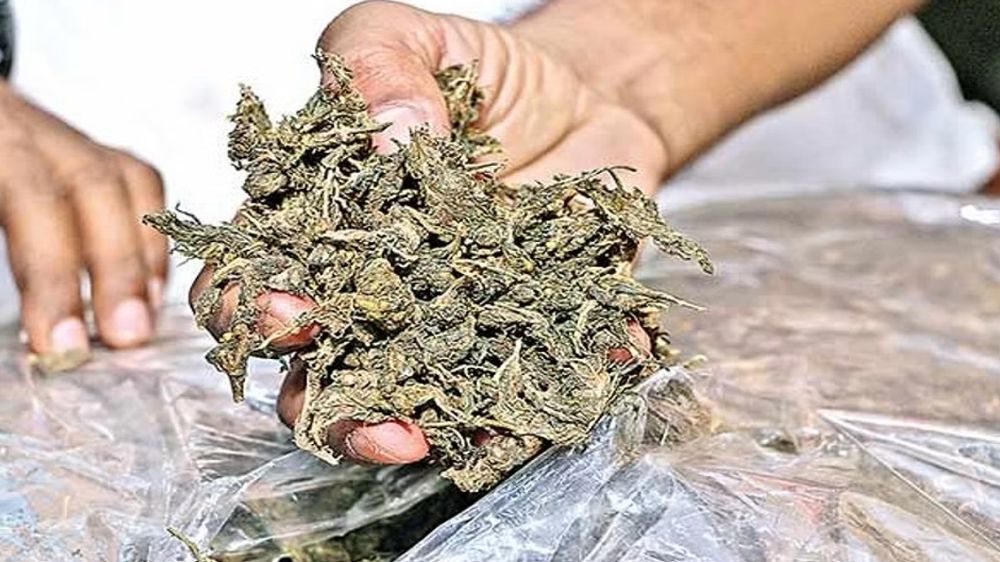 Ganja worth Rs 1cr seized in Thanjai