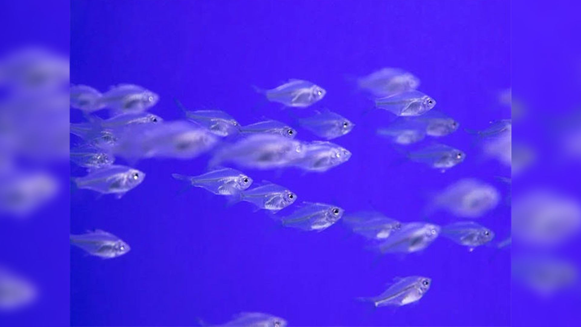 TN: Dry fish outlet set up at Madurai railway station for passengers TN: Dry fish outlet set up at Madurai railway station for passengers