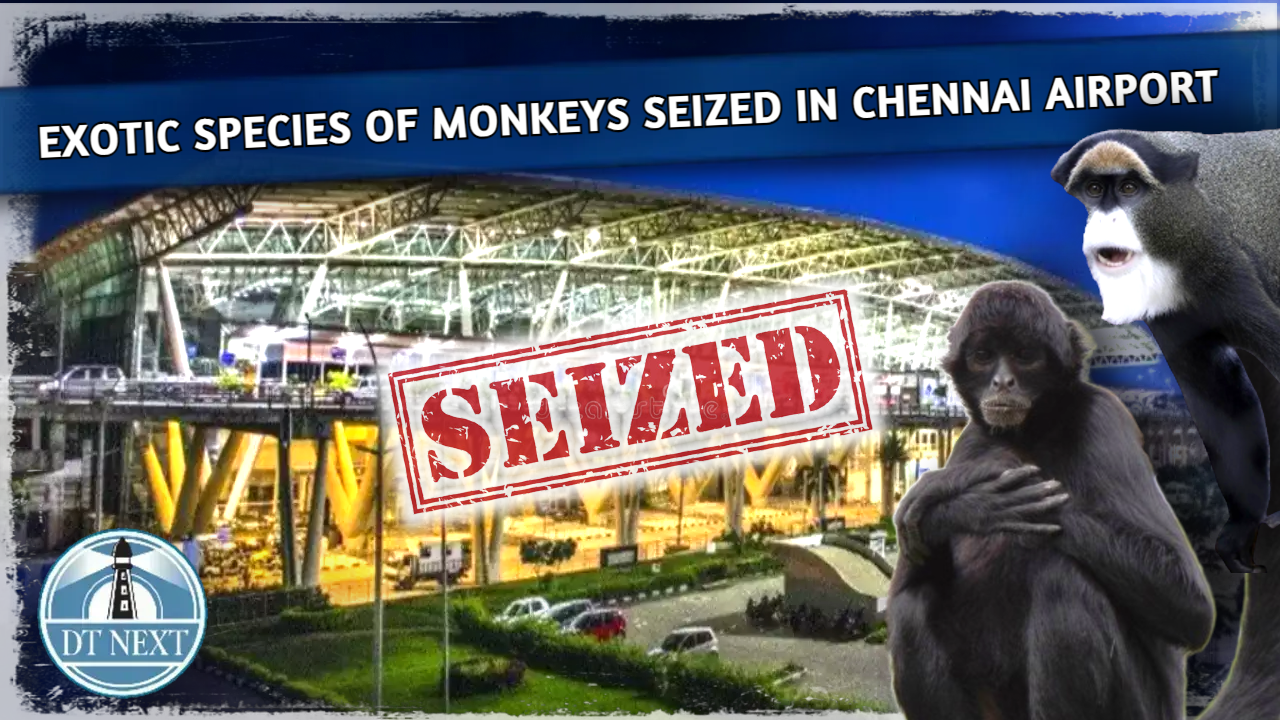 Monkey seized from passenger in Chennai airport Monkey seized from passenger in Chennai airport
