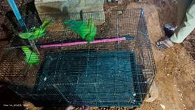 5 parakeets grown illegally in Chennai, Nellai rescued