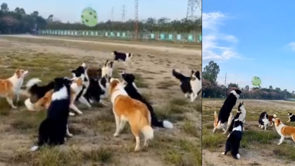New football team ready: Video of pack of dogs playing goes viral New football team ready: Video of pack of dogs playing goes viral