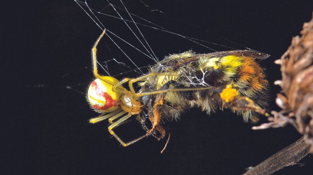 Eight-legged candy-striper killers prowl before sunrise