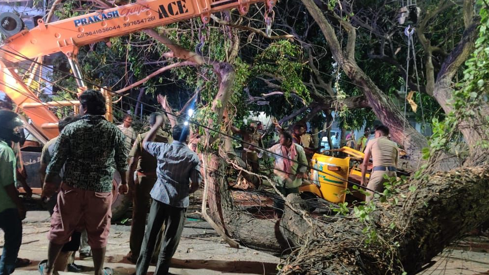 Woman passenger crushed to death after tree falls on auto Woman passenger crushed to death after tree falls on auto