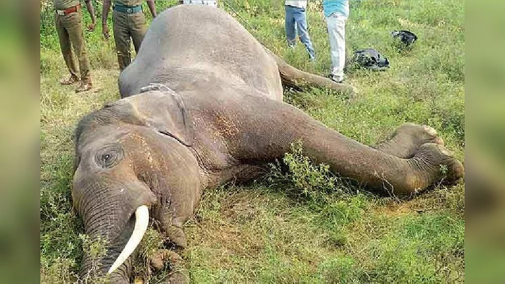 Elephant dies after being hit by express train in Odisha