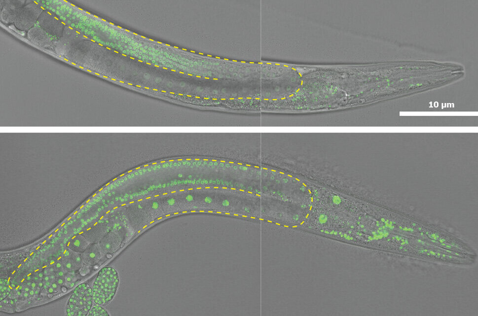 Study finds how worm embryos produce specific, pluripotent cells
