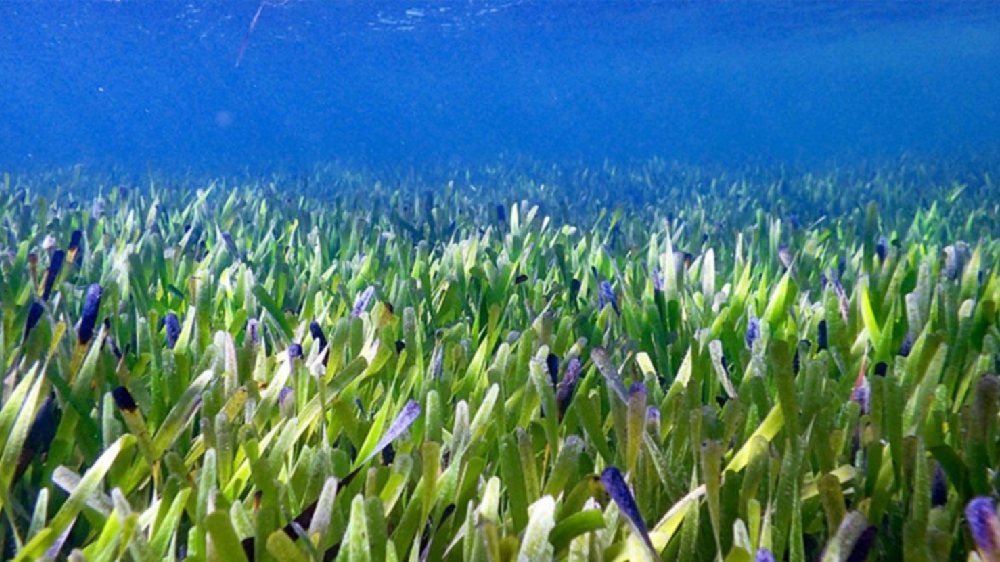 Degraded seagrass meadows in Gulf of Mannar to be restored