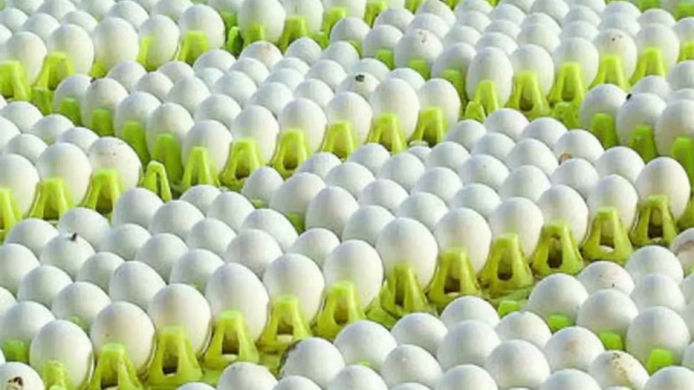 NECC hikes egg price by 10 paise in Namakkal zone NECC hikes egg price by 10 paise in Namakkal zone