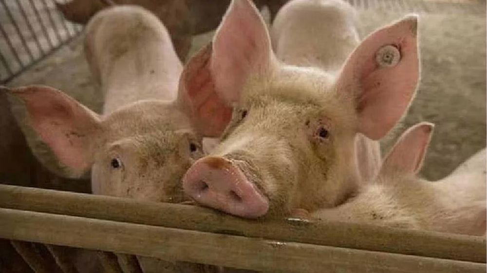 Tripura bans import of pigs amid swine flu scare