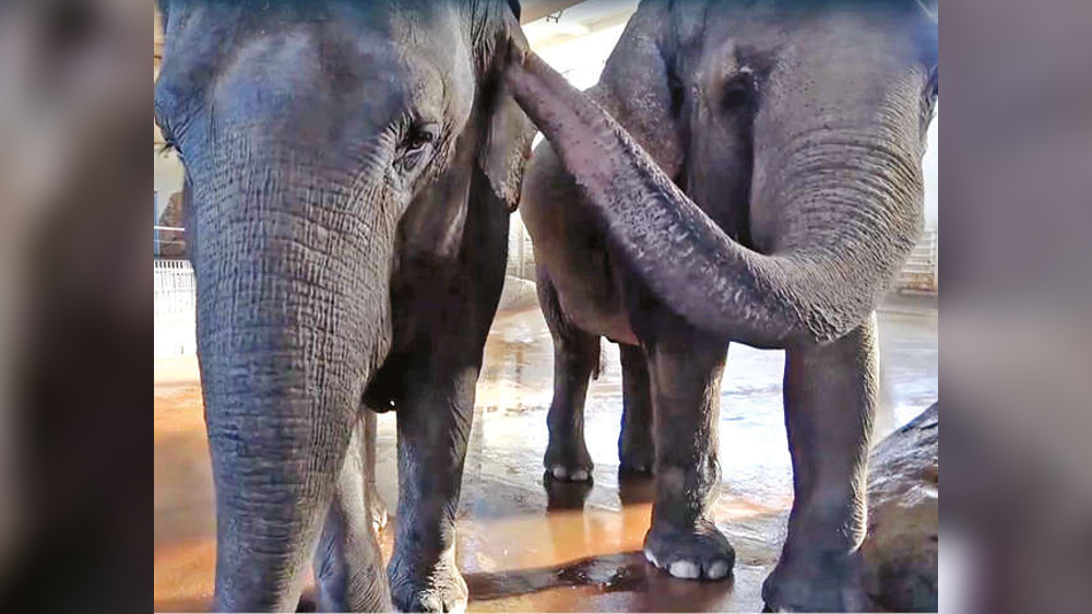 Pachyderm perfect: This elephant taught Herself to peel bananas Pachyderm perfect: This elephant taught Herself to peel bananas