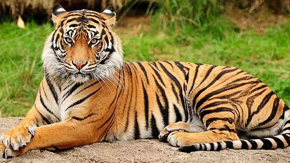 Tiger numbers up but dip in Western Ghats