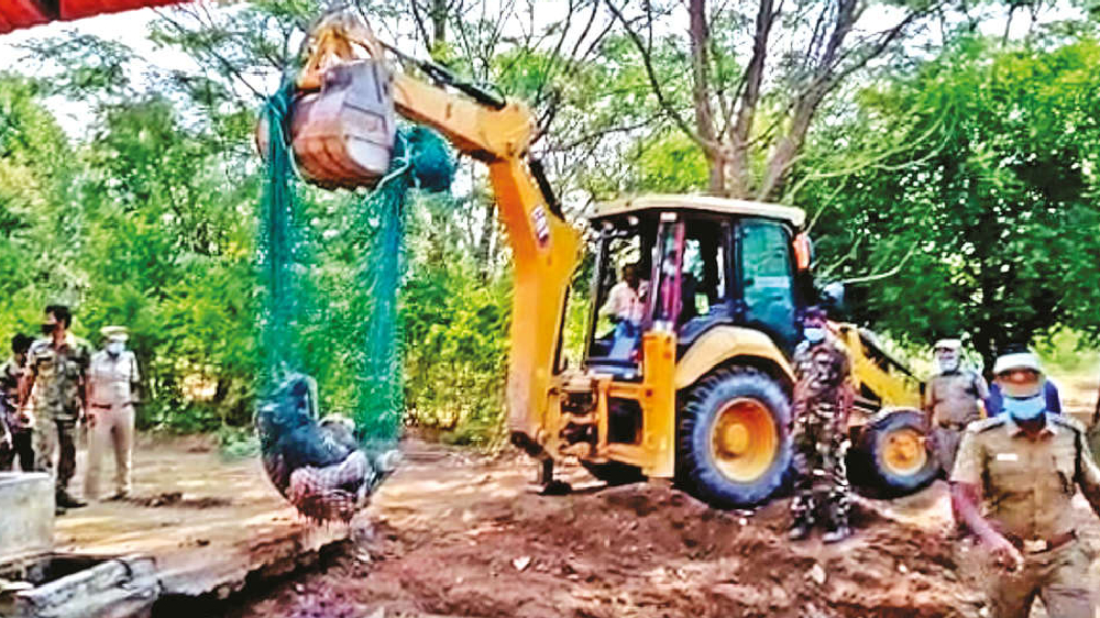 Herd of elephants search for calf that fell into tank, died in Kovai