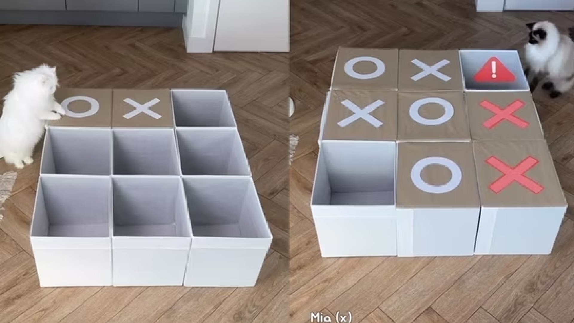 Tic-CAT-toe : Truly a cats game Tic-CAT-toe : Truly a cats game