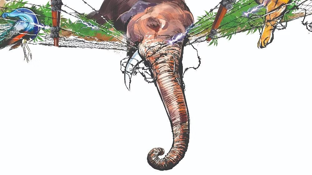 Tangedco forms action plan to save elephants from electrocution