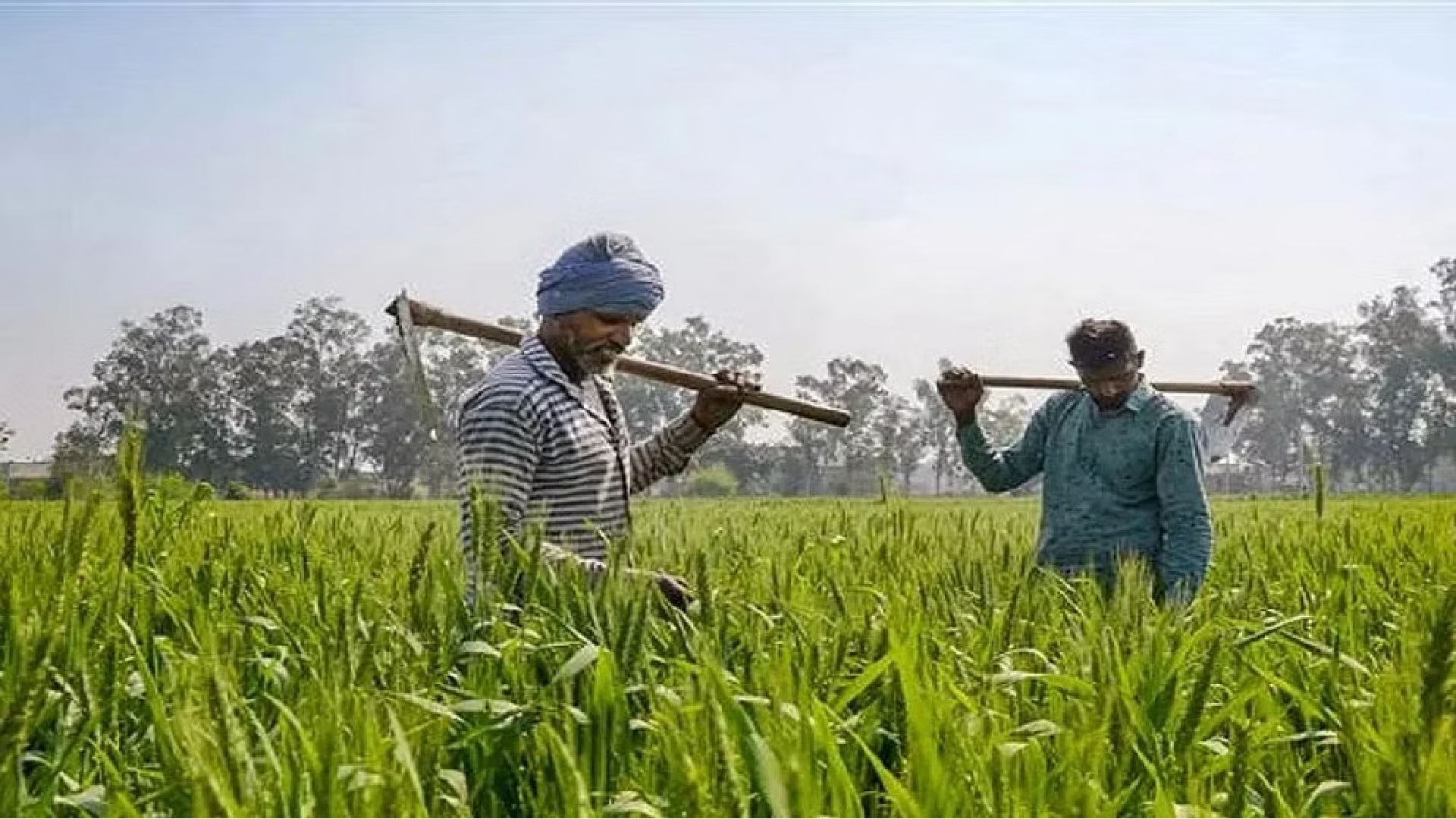 Farmers at loss as NCCF-run DPCs plagued by politics