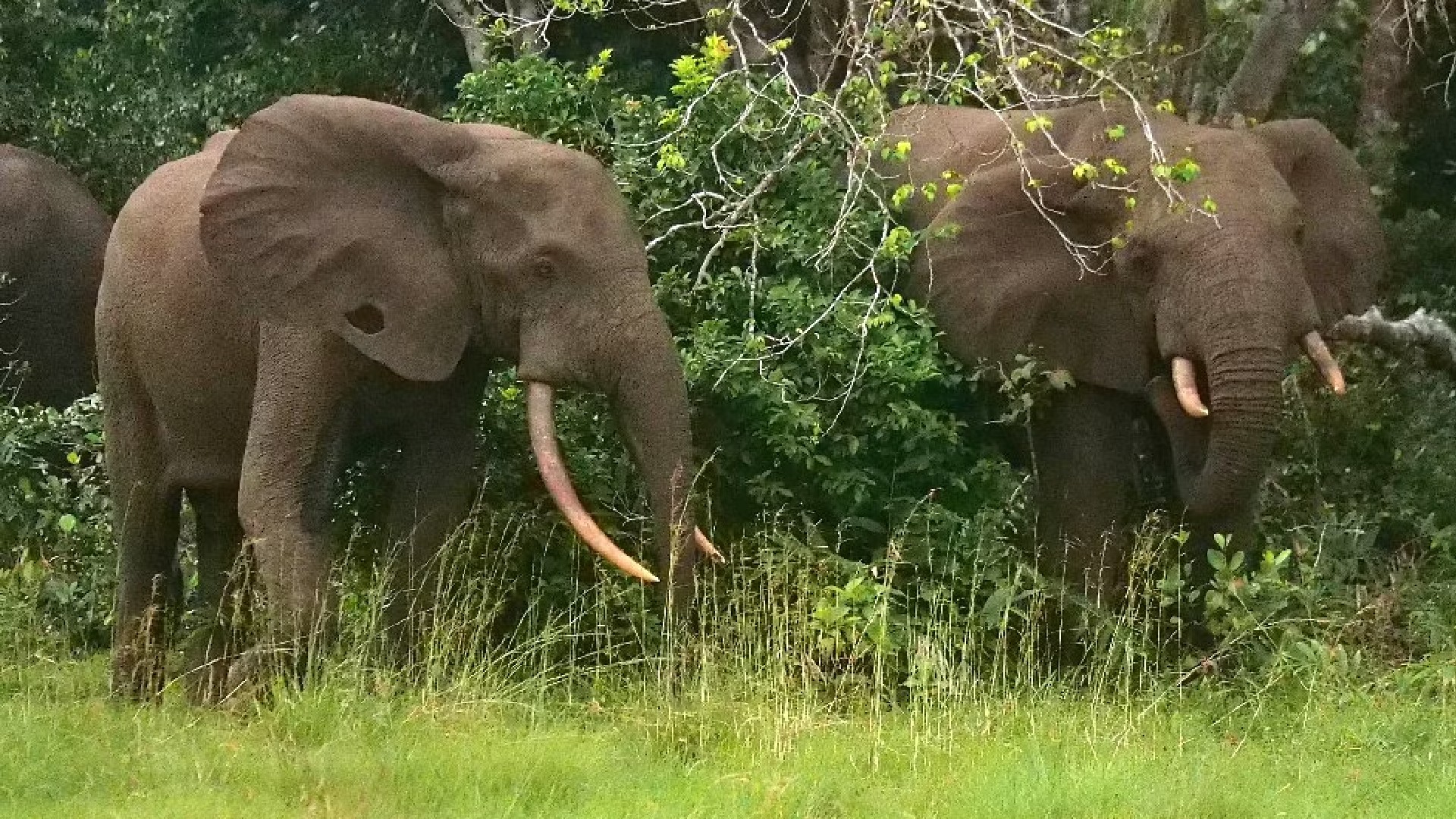 Tusker Arikomban released into interiors of Periyar Tiger Reserve