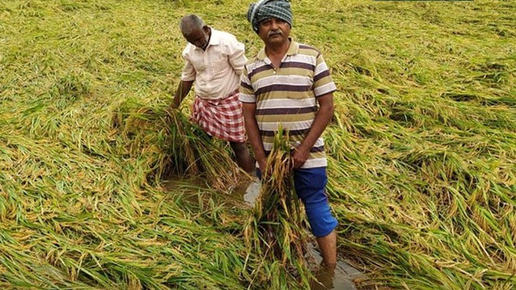 Still waiting for crop insurance, complain rain-hit Sirkazhi farmers