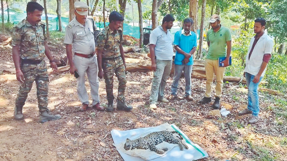 Leopard carcass taken out of well