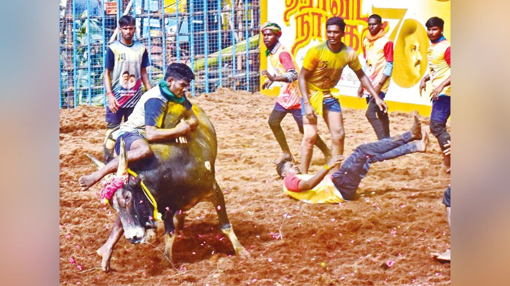 Jallikattu held to mark Stalin’s 70th birthday at Chatrapatti village Jallikattu held to mark Stalin’s 70th birthday at Chatrapatti village