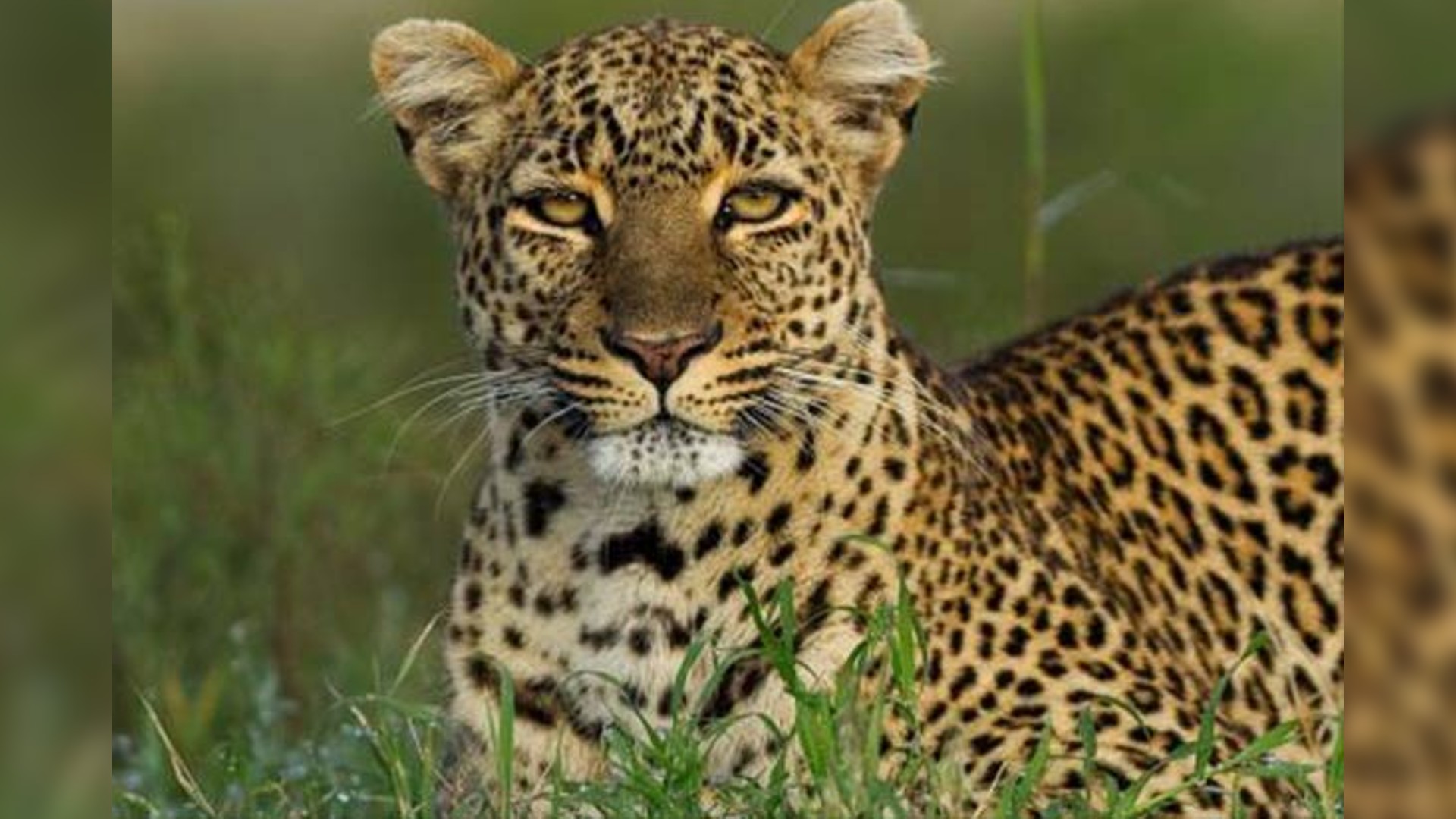 Leopard attacks estate worker for the 2nd consecutive day in Valparai