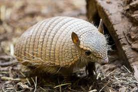 What cheetahs, armadillos revealed about human DNA