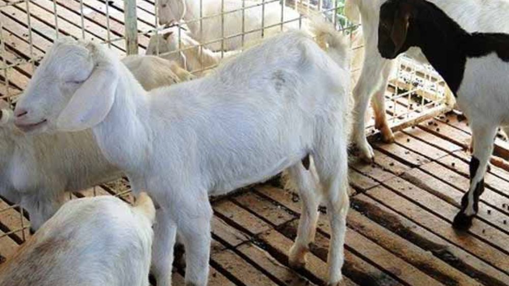 FIR booked for goat sacrifice in Ktaka following PETA India complaint