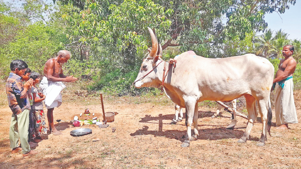 On Tamil New Year, farmers commence fresh ploughing ritual On Tamil New Year, farmers commence fresh ploughing ritual