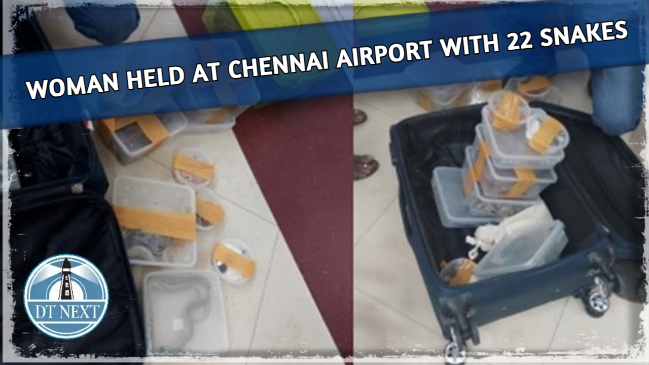 Woman held at Chennai airport with 22 snakes Woman held at Chennai airport with 22 snakes