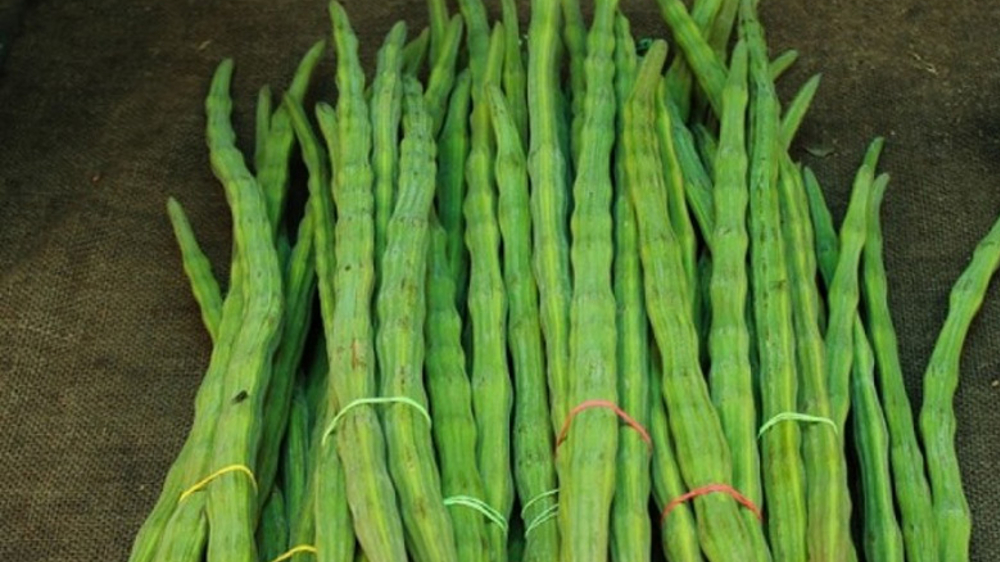 Drumsticks price drops to Rs 20/kg, upset farmers seek MSP