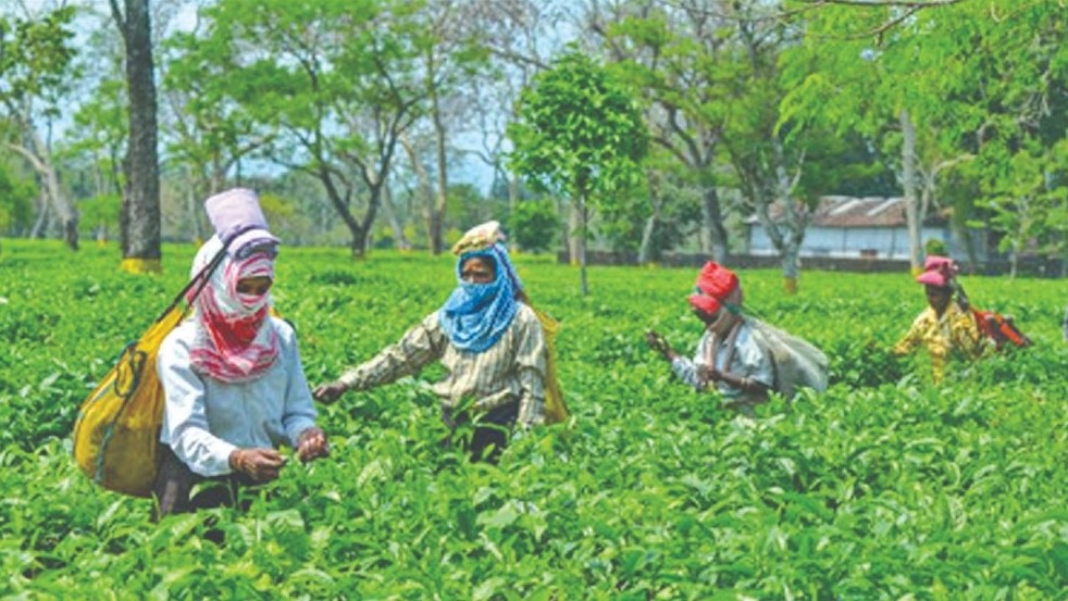 Annual crop loss of 147 million kg due to pest attacks: Tea research body