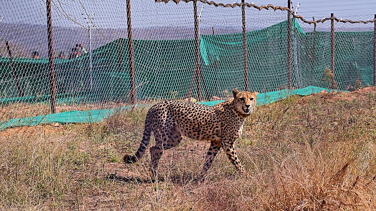 South African cheetah translocated to Kuno National Park dies