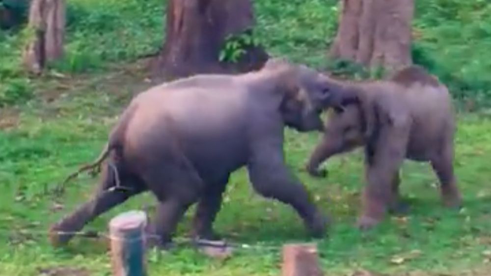 Viral: Baby elephants fight with each other, stun the internet Viral: Baby elephants fight with each other, stun the internet