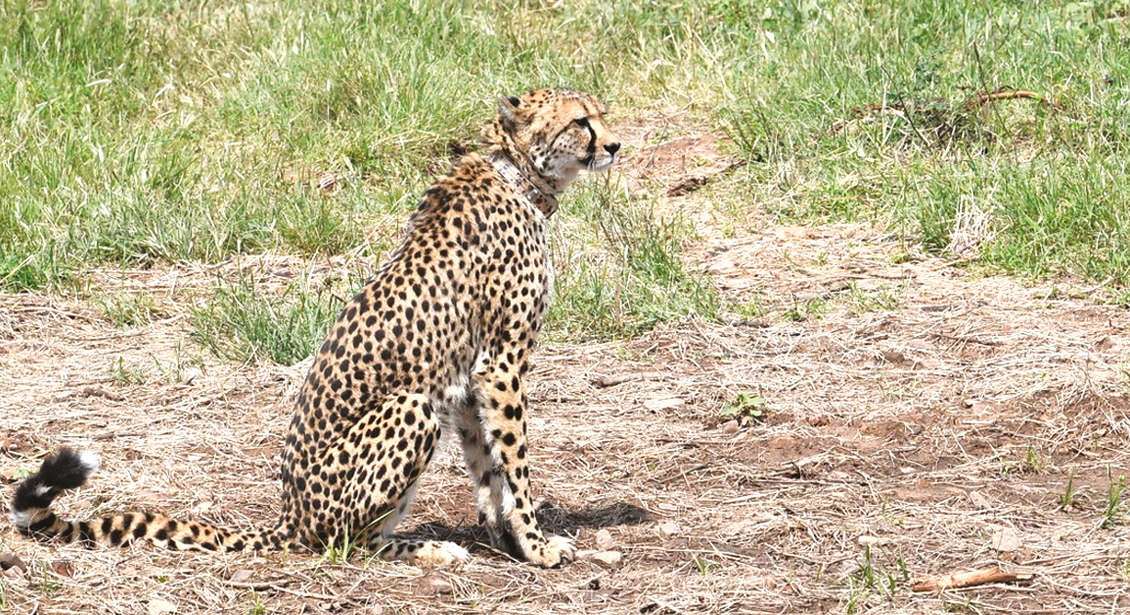 MP Forest Dept seeks ‘alternate’ site for cheetahs