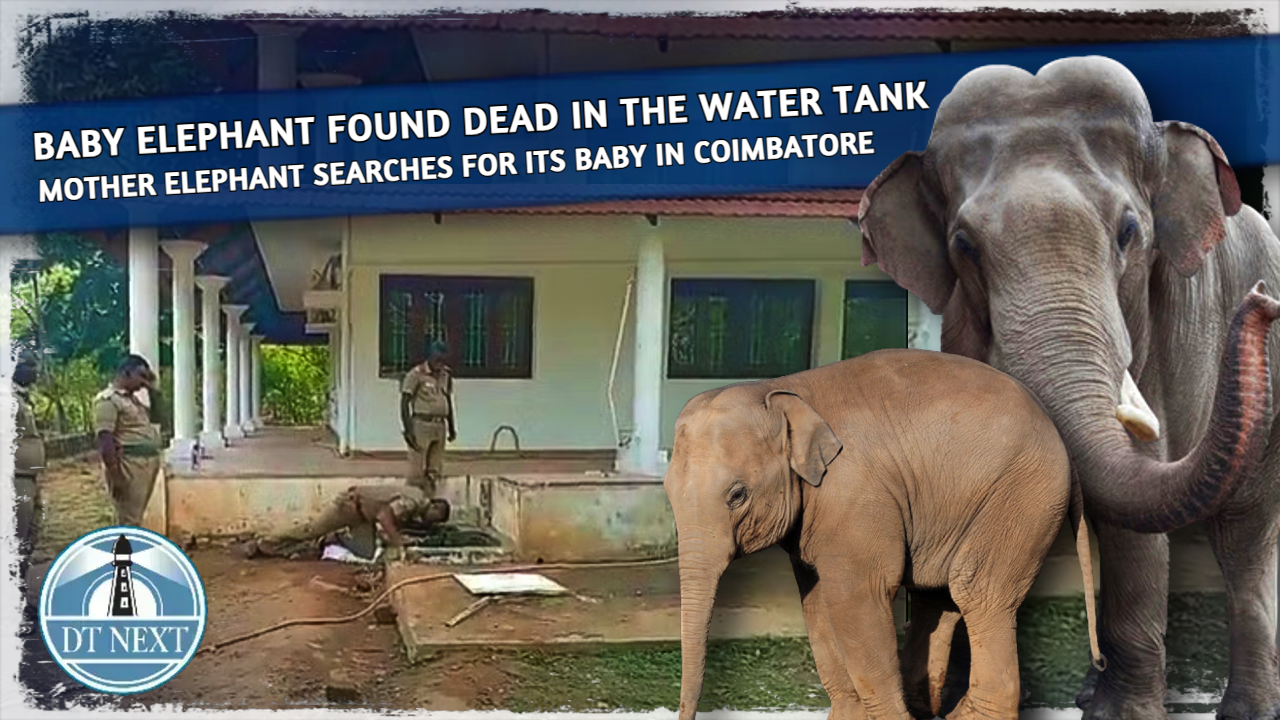 Baby elephant found dead in the water tank Baby elephant found dead in the water tank