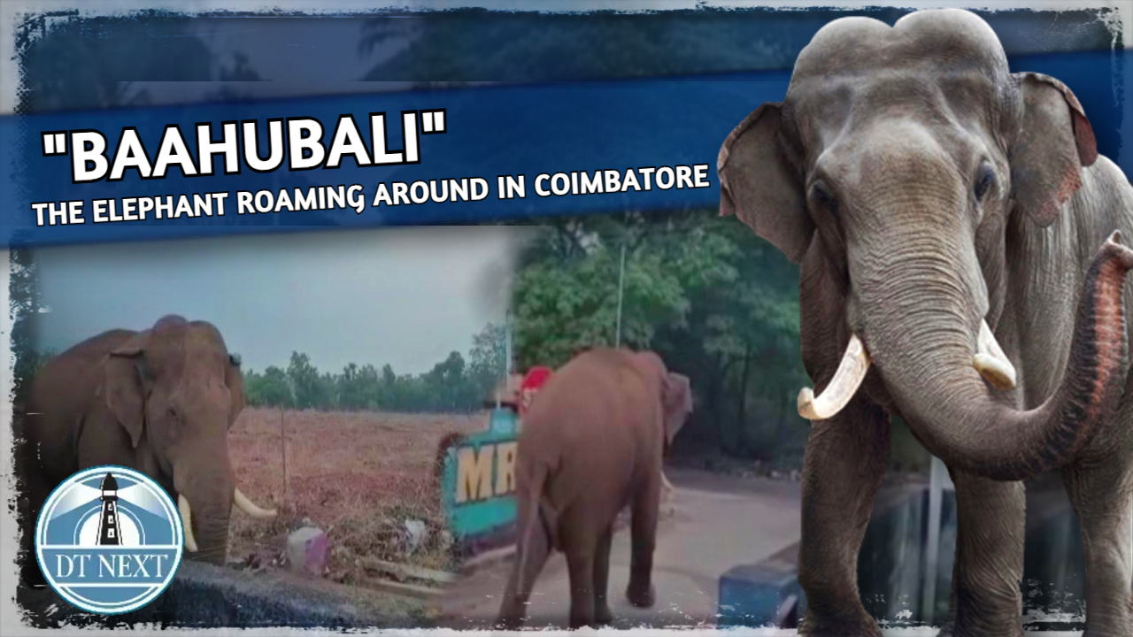 The Elephant Baahubali roams in residential area in Coimbatore