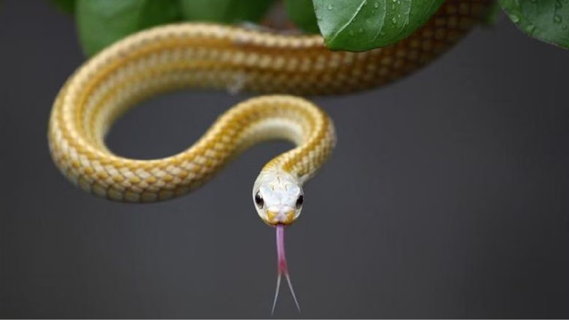 Snake park announces special tour for kids, parents