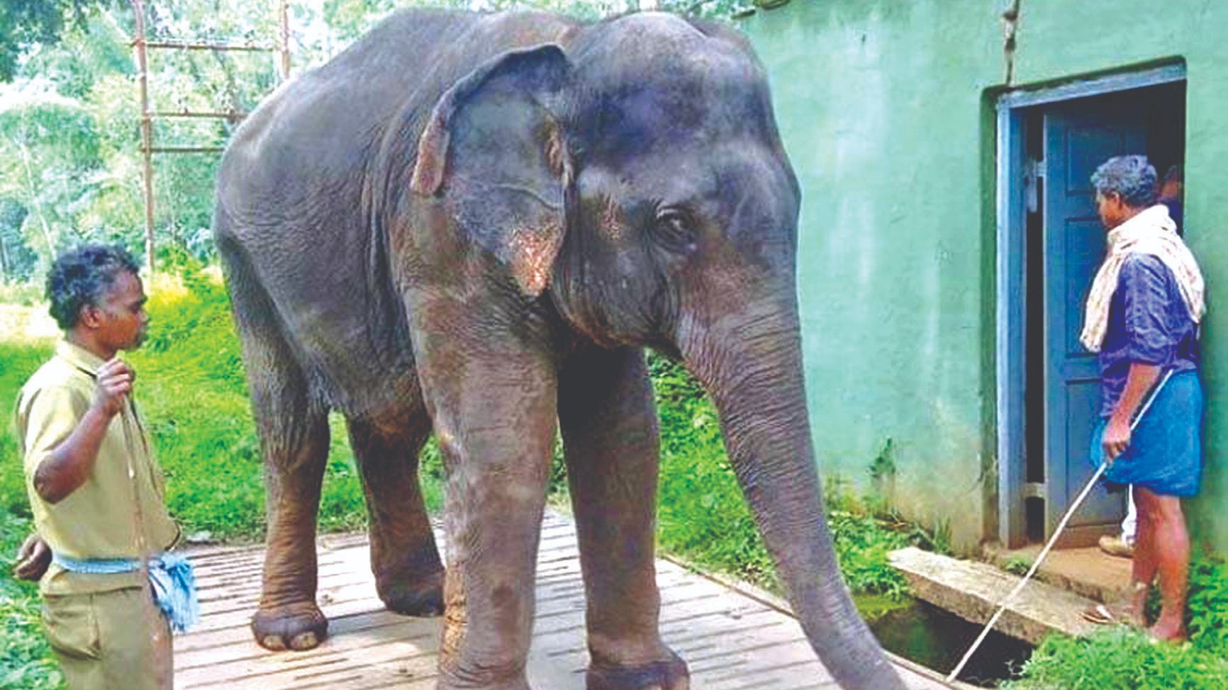 Captive jumbo kills mahout in MTR camp