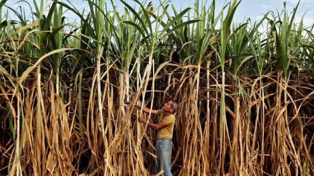 Ranipet ryots worried on cane diversion to Cheyyar sugar mill