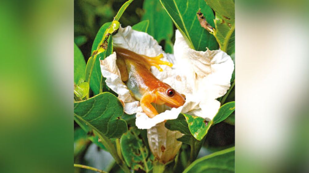 Fruitarian frogs may be doing flowers a favour Fruitarian frogs may be doing flowers a favour