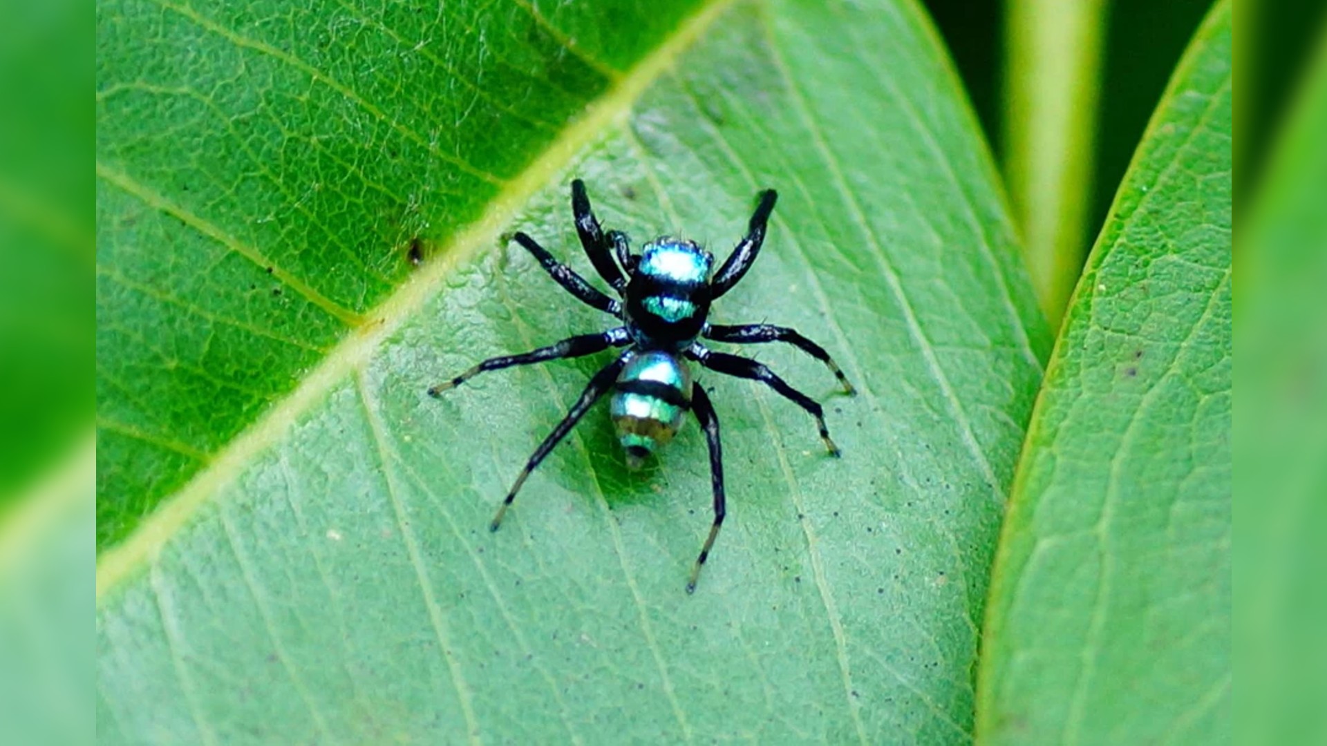 ZSI team discovers 2 new spider species in Karnataka, Tamil Nadu