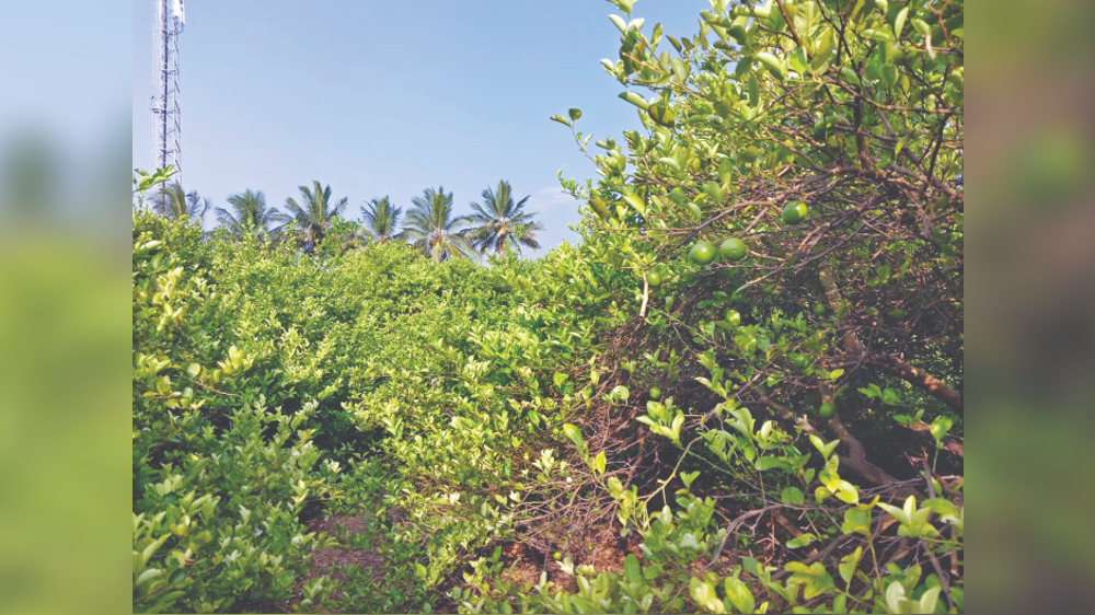 Led by elders: Story of Villiseri’s ‘lemon revolution’