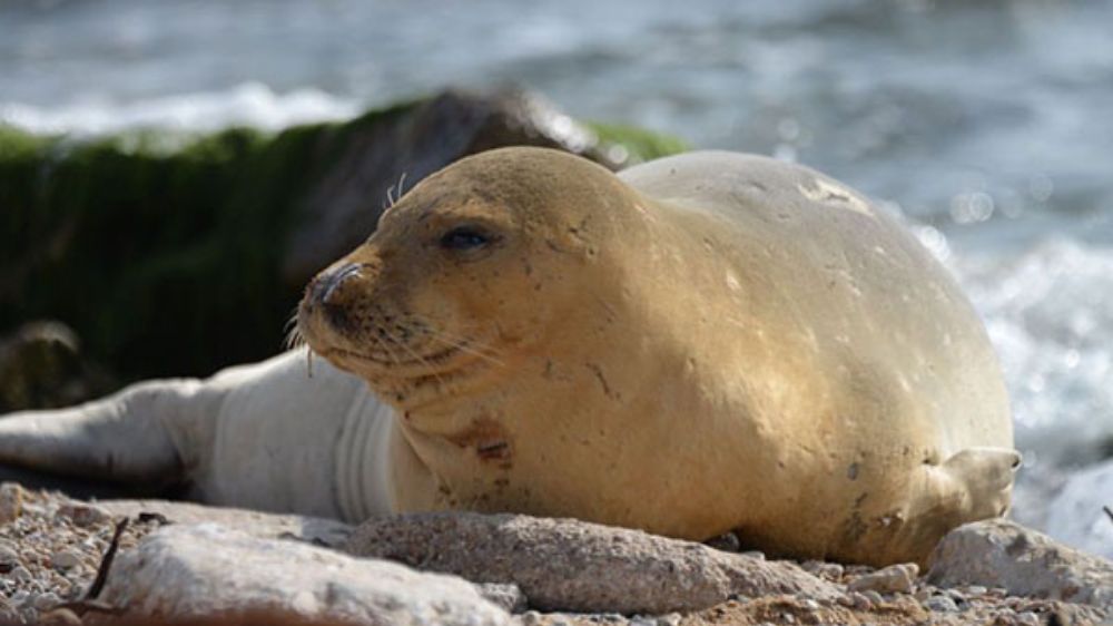 Endangered seal spotted on Israeli beach for first time