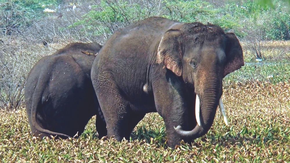 Truncated pachyderms Truncated pachyderms