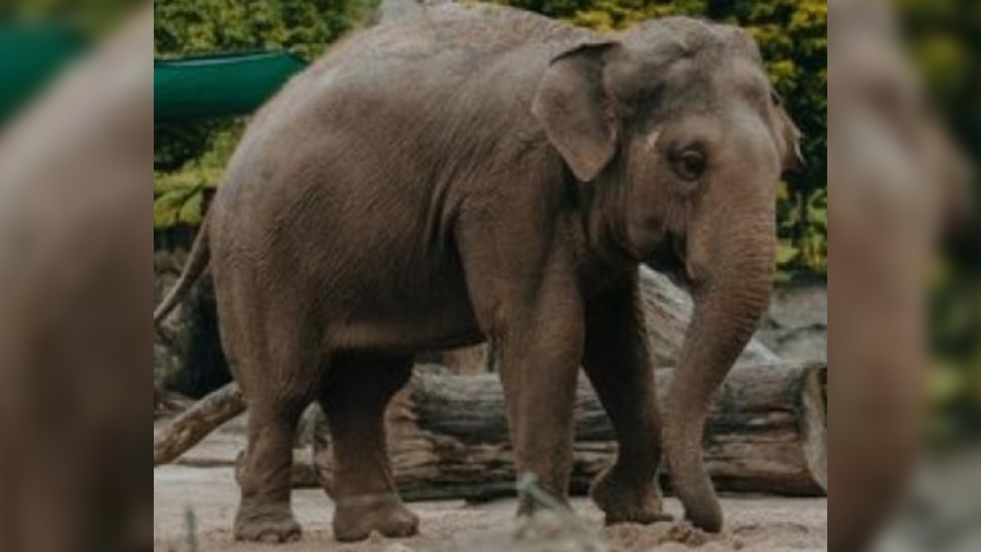 With one rouge elephant removed, another one takes over at Idukki