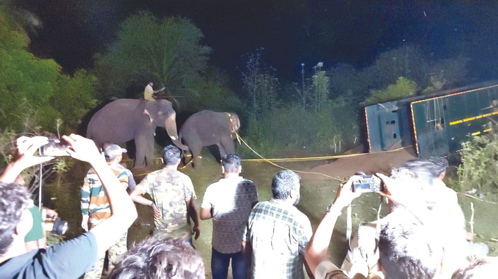Captured wild jumbos moved to undisclosed location near Hosur Captured wild jumbos moved to undisclosed location near Hosur