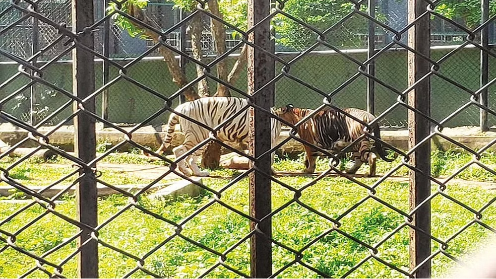 Vandalur zoo staff accuse management of giving rotten food to animals
